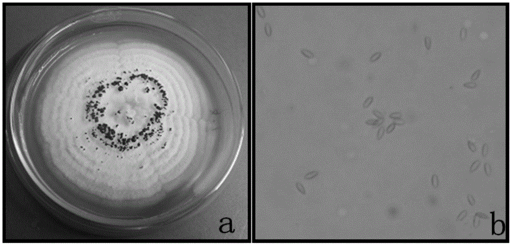 Application of sophora tonkinensis endophytic fungus GRPH-0 in prevention and treatment of Candida albicans