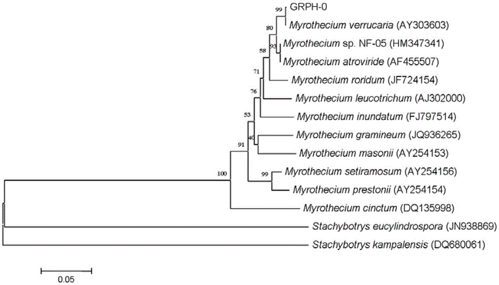 Application of sophora tonkinensis endophytic fungus GRPH-0 in prevention and treatment of Candida albicans