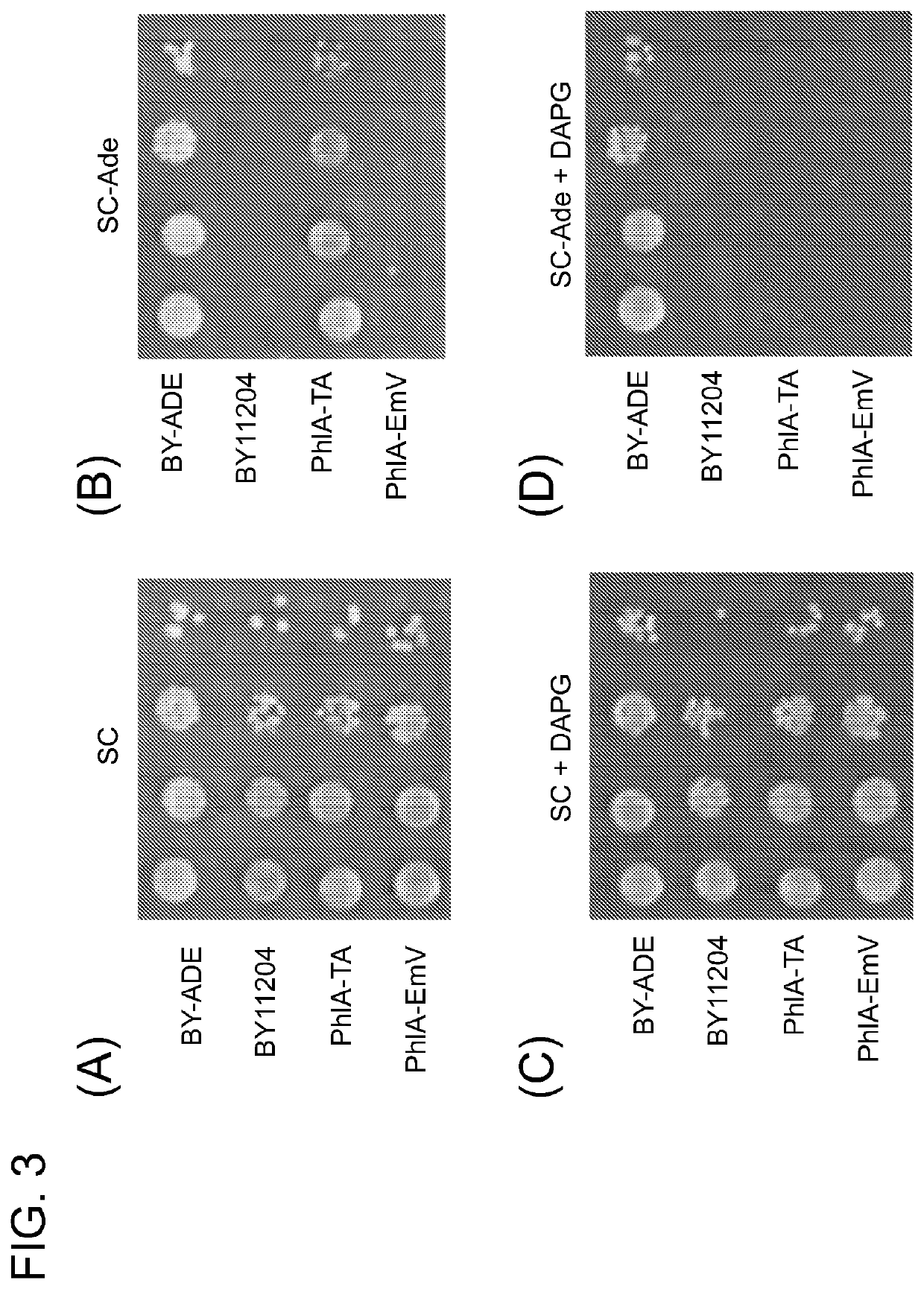 Orthogonal transcriptional switches derived from tet repressor homologs for saccharomyces cerevisiae