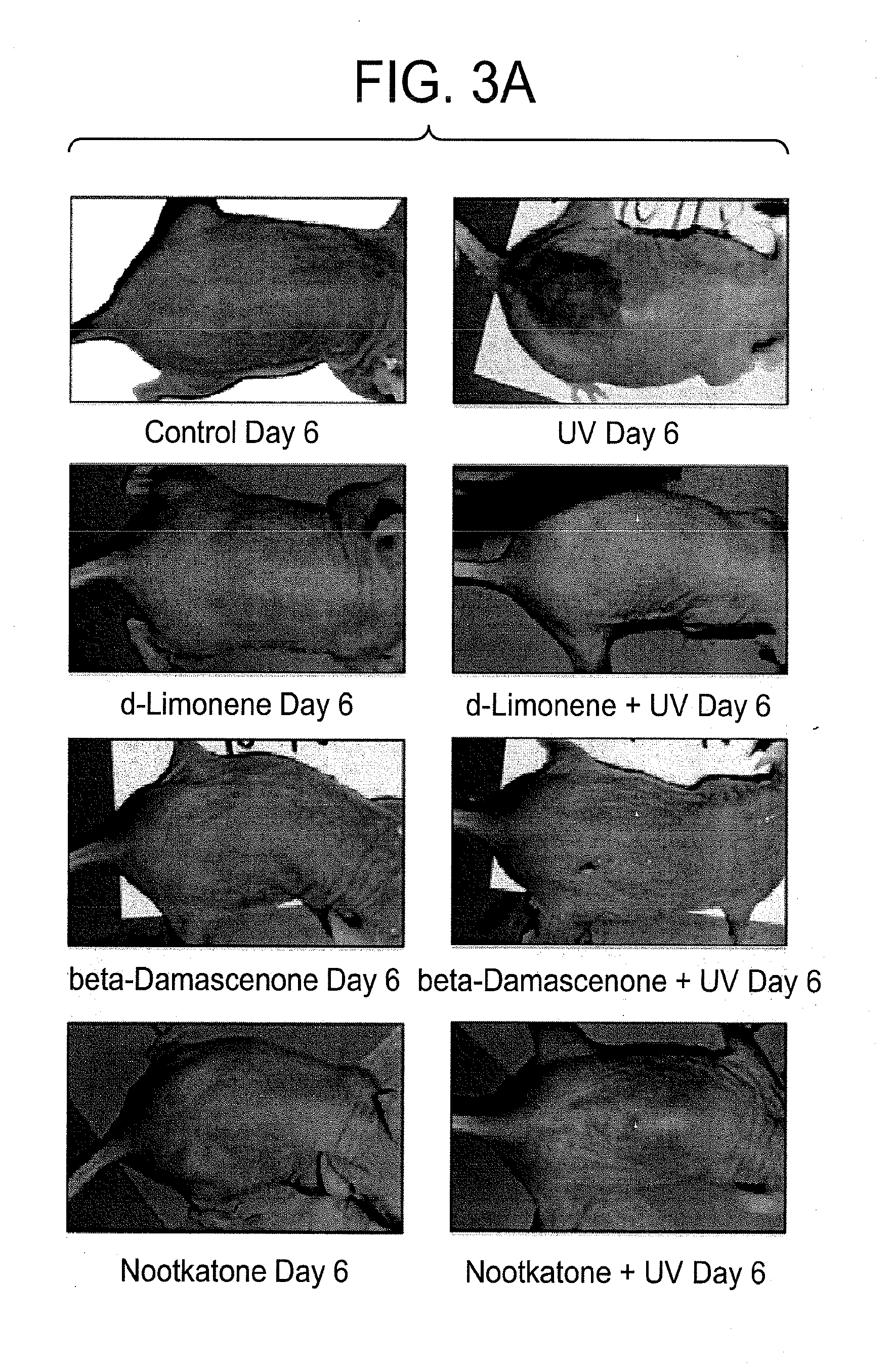 Compositions and Methods for Restoring the Stratum Corneum and Treating Dermatological Diseases