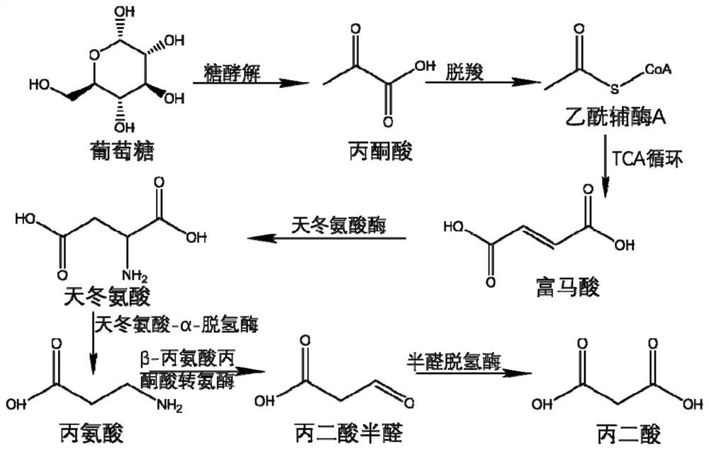 Full-biosynthesis method of malonic acid