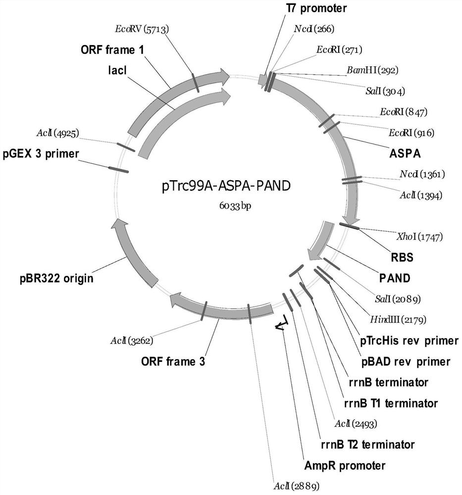 Full-biosynthesis method of malonic acid - Eureka | Patsnap