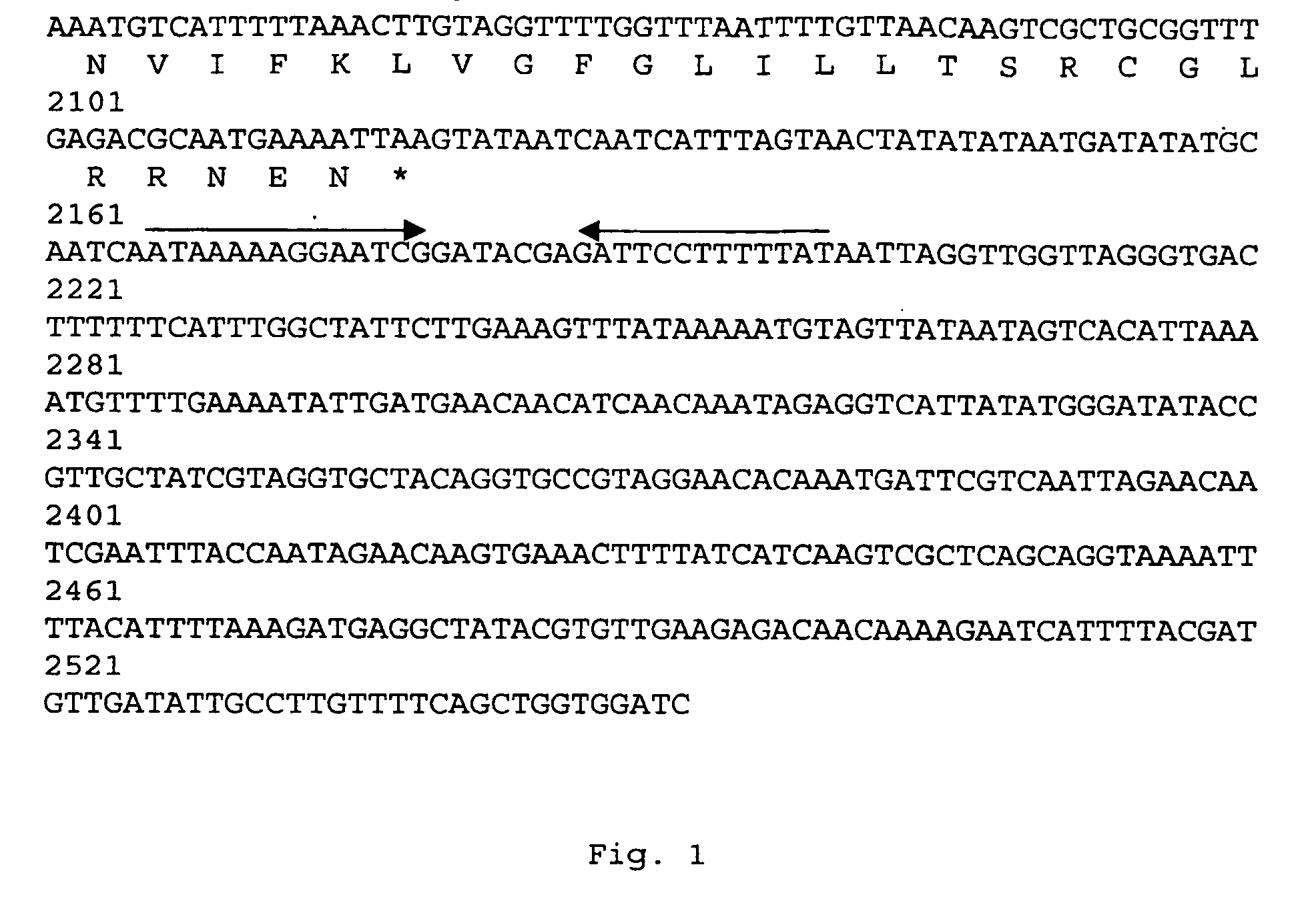 Nucleic acids coding for adhesion factor of group b streptococcus, adhesion factors of group b streptococcus and further uses thereof