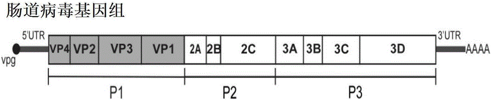 Recombinant expression plasmids used for packaging coxsackievirus B5 (CV-B5) pseudovirus, pseudovirus, kit and method