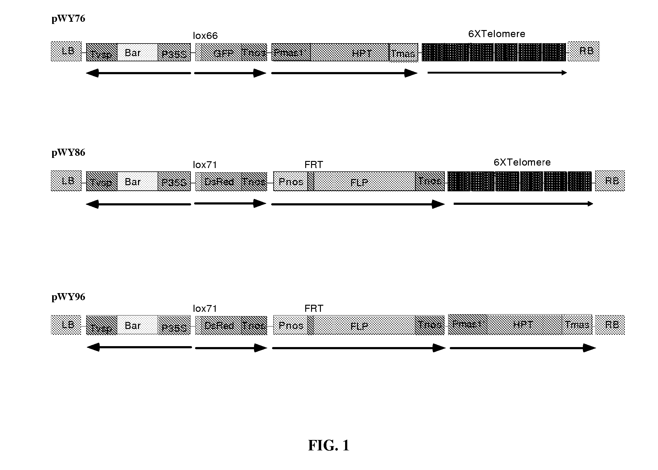 Plant artificial chromosome platforms via telomere truncation