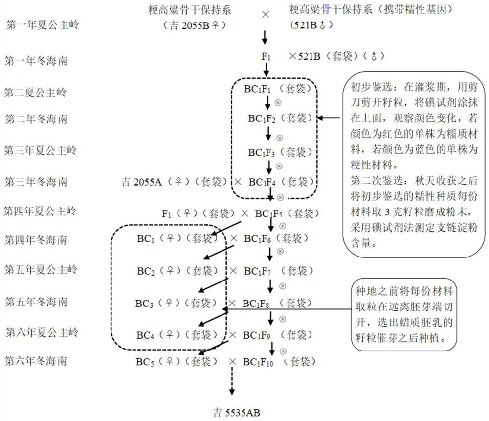 Method for creating high-combining ability glutinous sorghum sterile line Ji 5535A by hybridizing backbone japonica sorghum parent lines