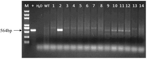 Glyphosate resistance screening marker gene and its application in maize transgenic technology