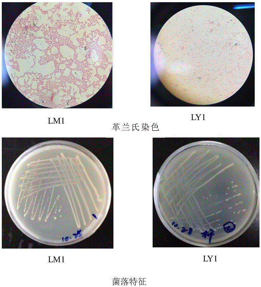 Composite bacterium capable of quickly degrading 17Beta-estradiol and preparation method