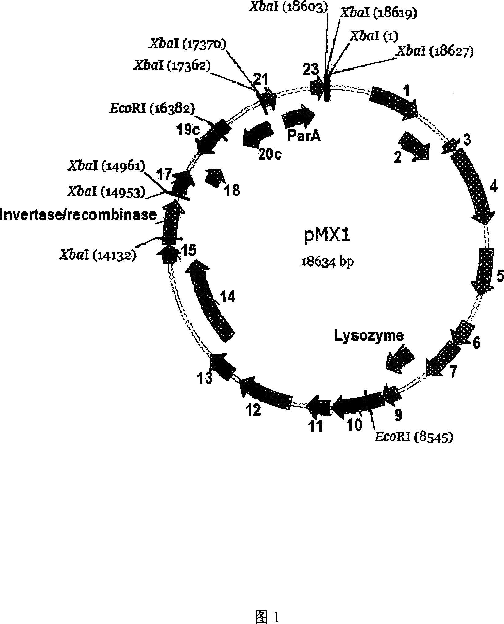 Myxobacteria specific plasmid and its use