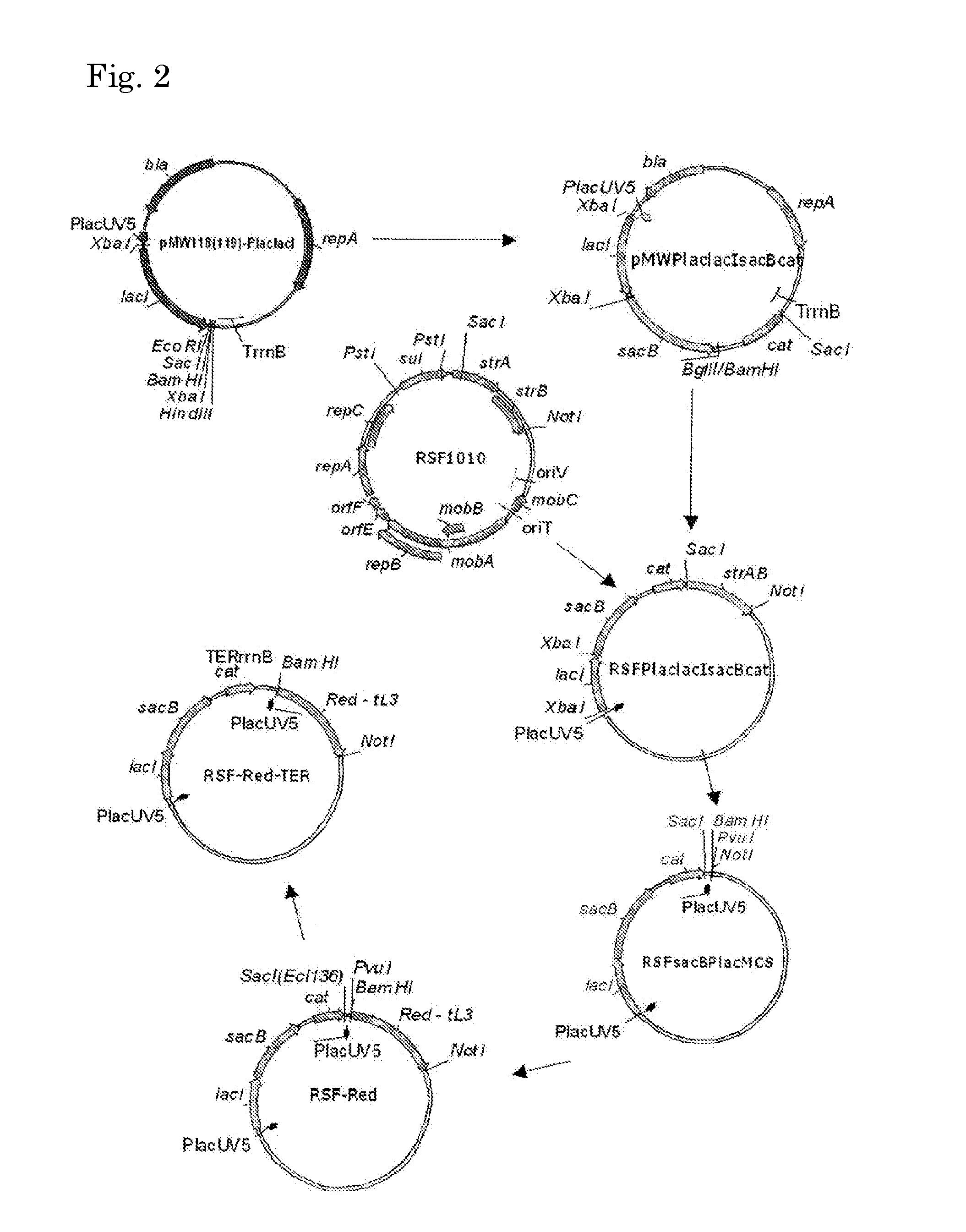 L-amino acid producing microorganism and a method for producing an l-amino acid