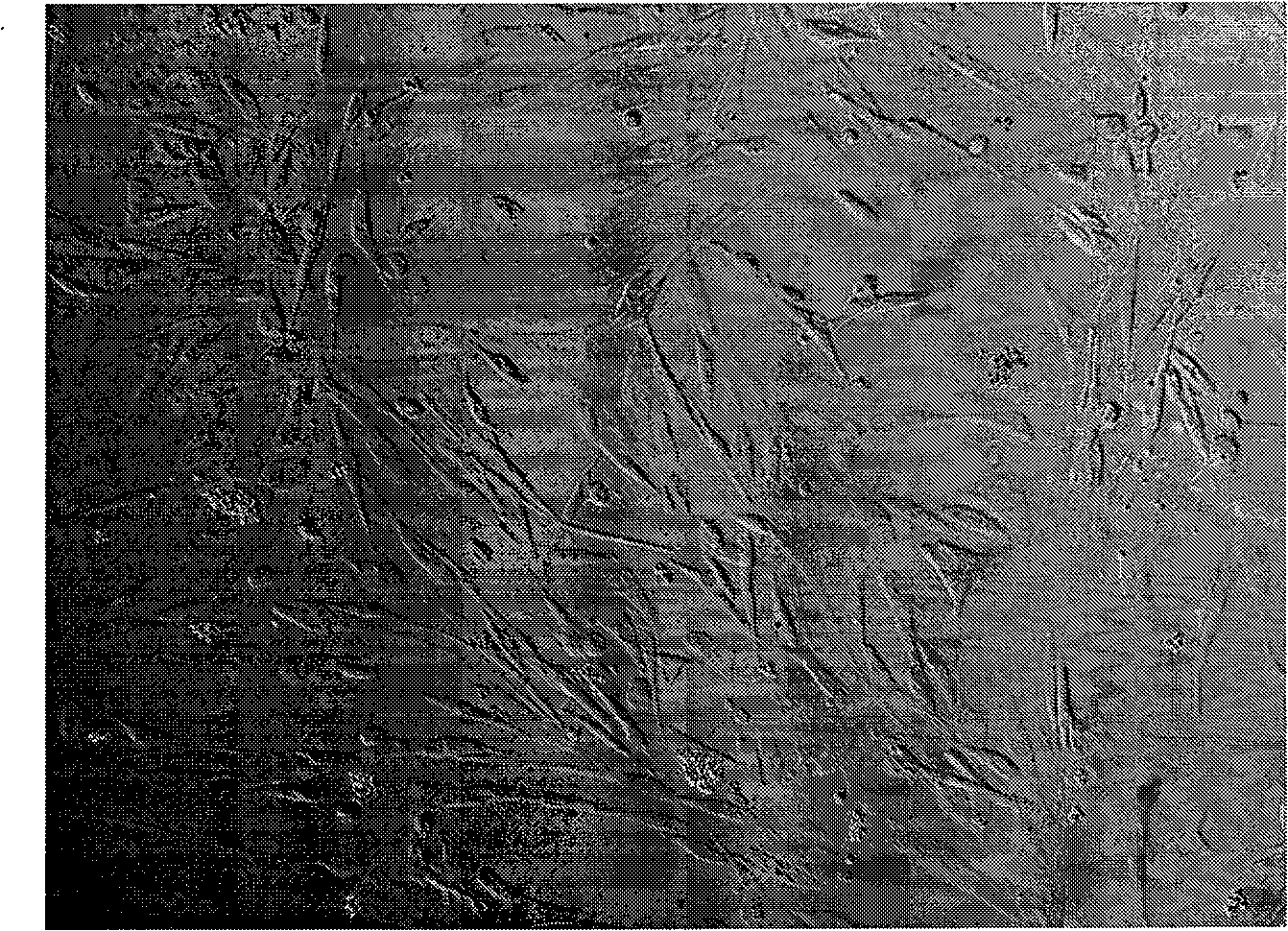 Immortalized rat marrow stroma cell system and preparation method thereof