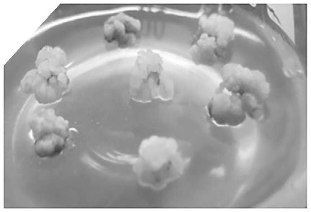 A kind of breeding method of using ethyl methanesulfonate to induce in vitro mutagenesis of Ciba japonica