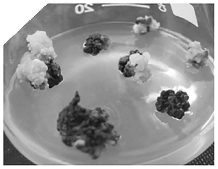 A kind of breeding method of using ethyl methanesulfonate to induce in vitro mutagenesis of Ciba japonica