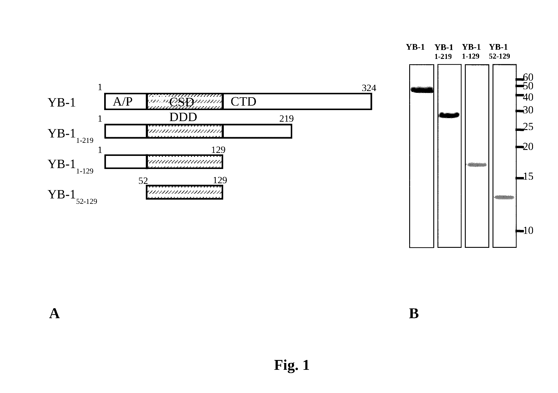 Application of yb-1 protein and fragments thereof for preparing medicinal agents in treating alzheimer's disease