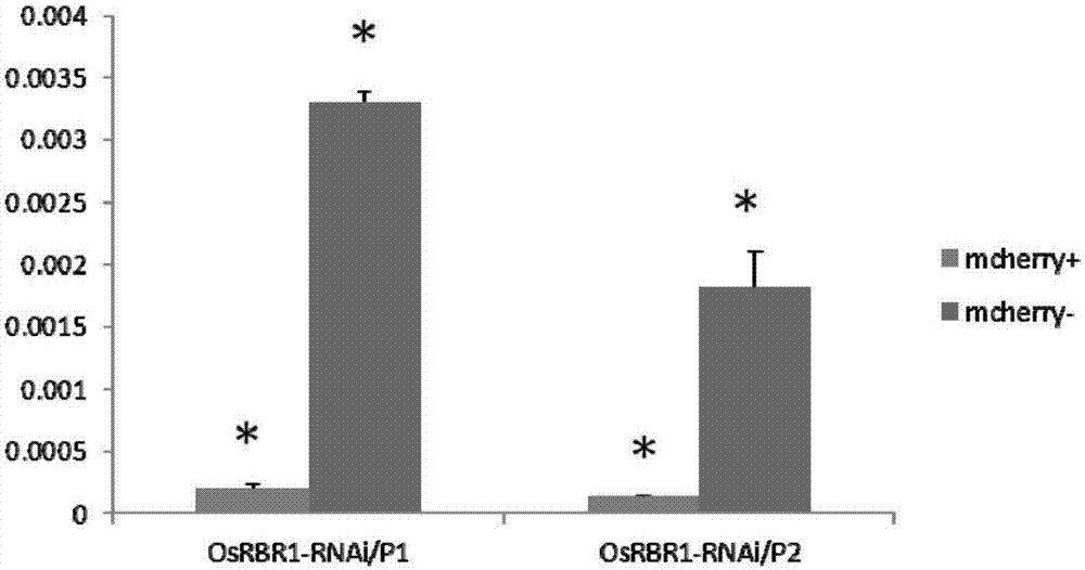 OsSBR1 gene controlling rice sheath blight resistance and application of RNA interference fragment of OsSBR1 gene