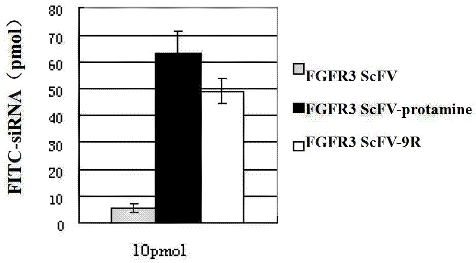 FGFR single-stranded antibody fusion protein and application thereof in preparing targeting tumor cells medicines