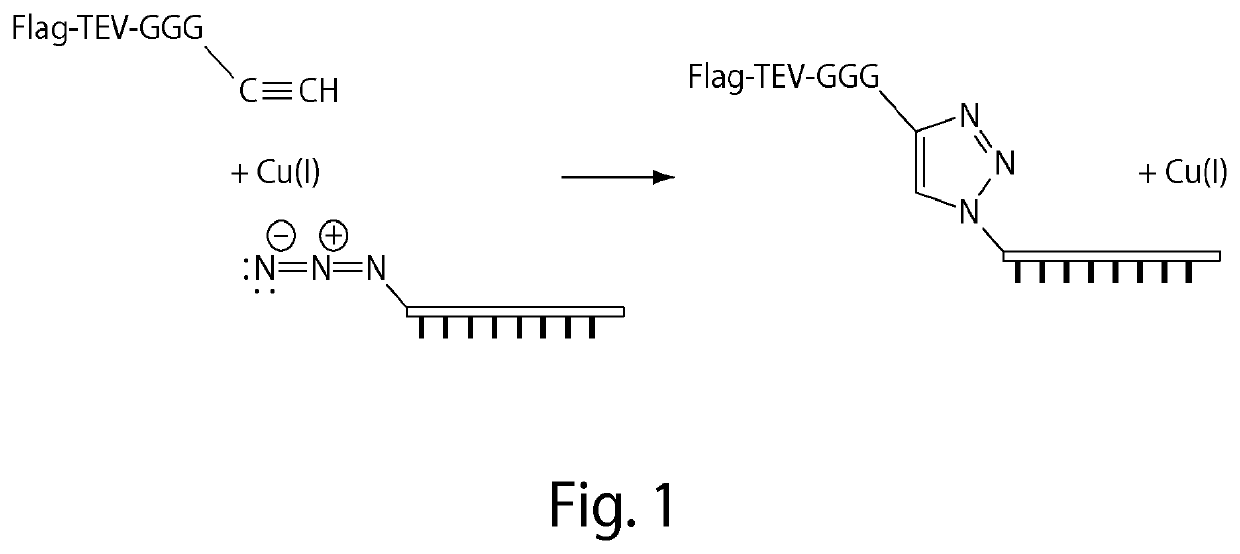 Compositions and methods relating to nucleic acid-protein complexes