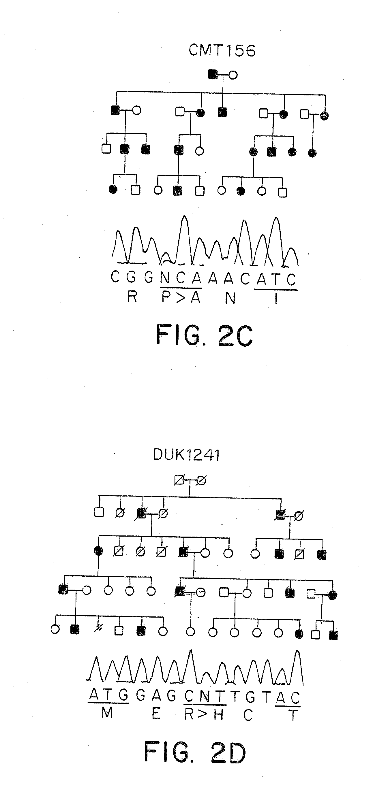 Methods of Detecting Charcot-Marie Tooth Disease Type 2A