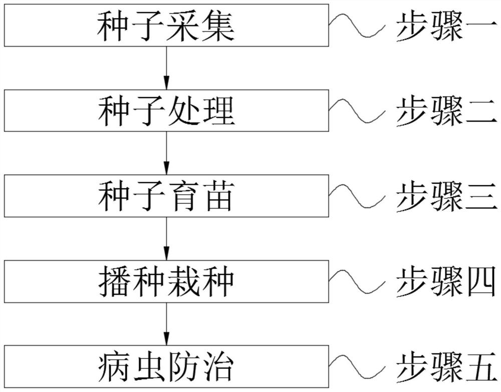 High-survival-rate cultivation method for slash pines