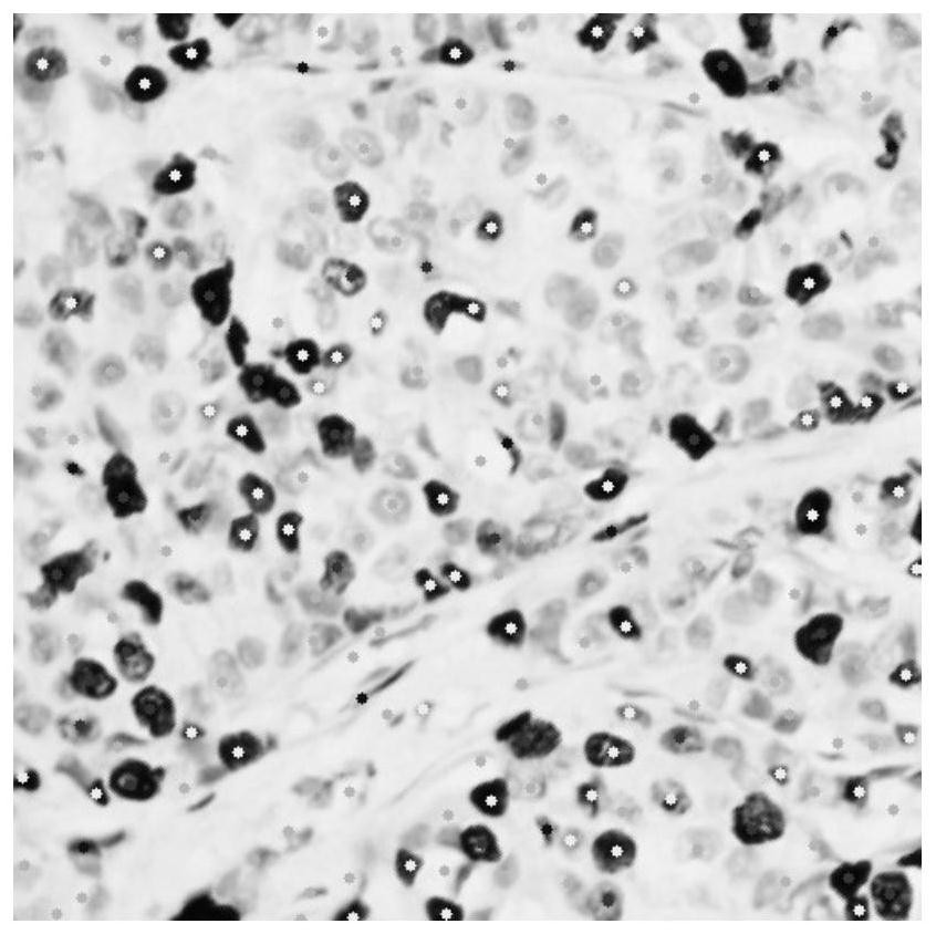 Immunohistochemical nuclear staining section cell positioning multi-domain co-adaptation training method