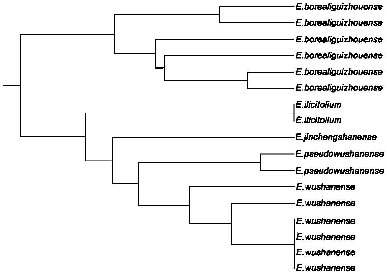 EST-SSR molecular identification method for E.wushanense and easily mixed species thereof