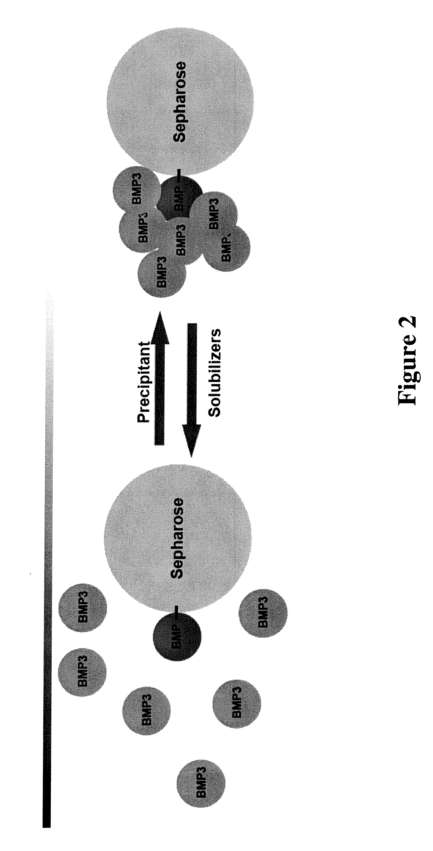Use of proteins and peptides of the TGF-Beta superfamily for purification and therapeutic methods
