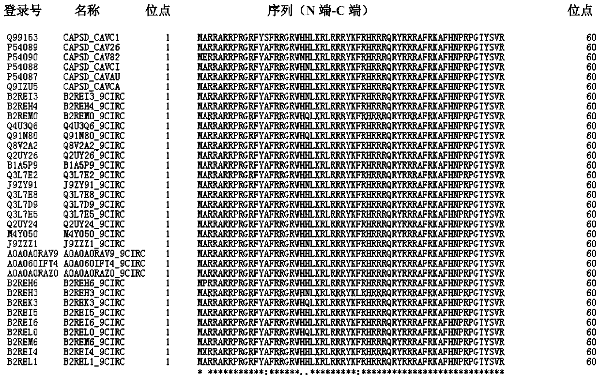 Application of vp1-aa 23-43 polypeptide derived from chicken infectious anemia virus as high-efficiency cell-penetrating peptide