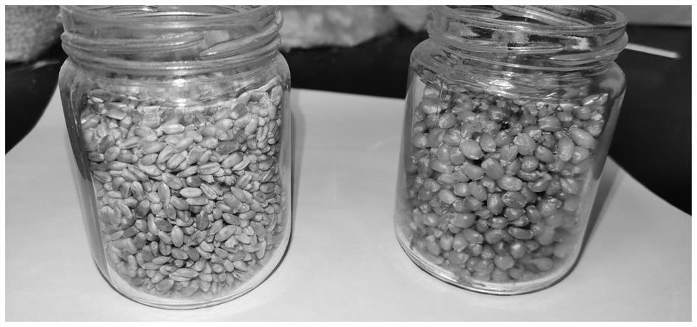 Open type low-cost morchella seed production method based on aged wheat grains