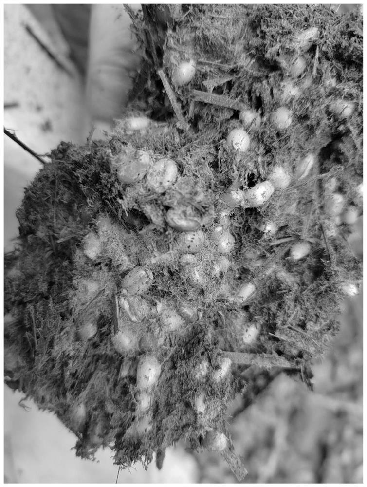 Open type low-cost morchella seed production method based on aged wheat grains