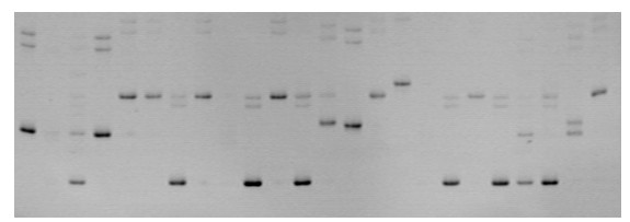 Detection method for Apostichopus japonicas AjE101 micro-satellite DNA label