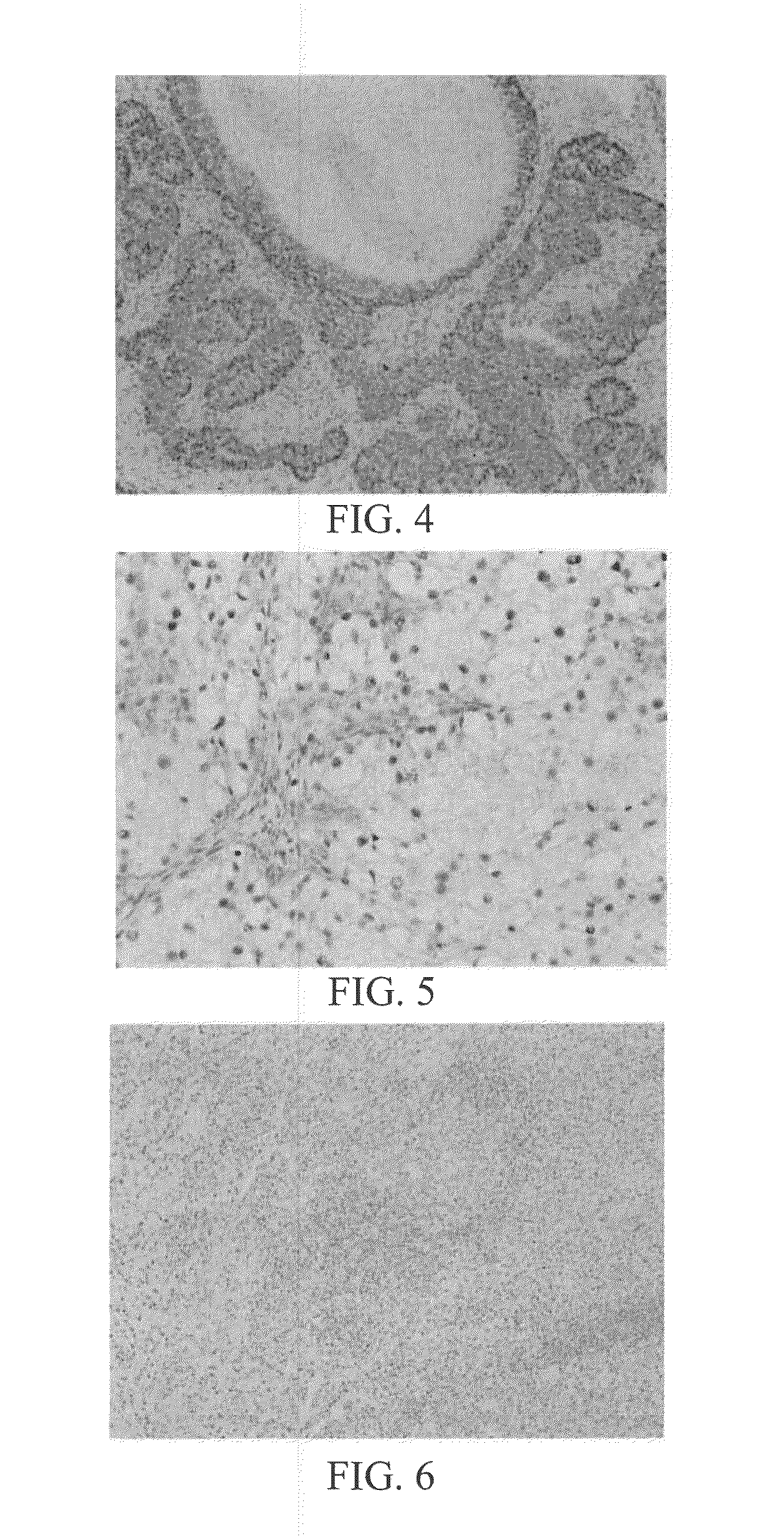 Systems and Methods for Anti-PAX8 Antibodies