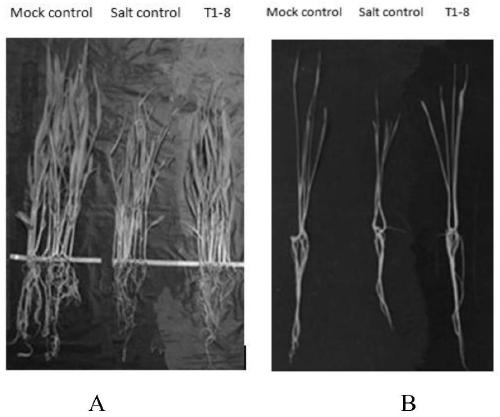Rhizosphere growth-promoting bacterium for enhancing salt tolerance of crops and microbial fertilizer and application of bacterium