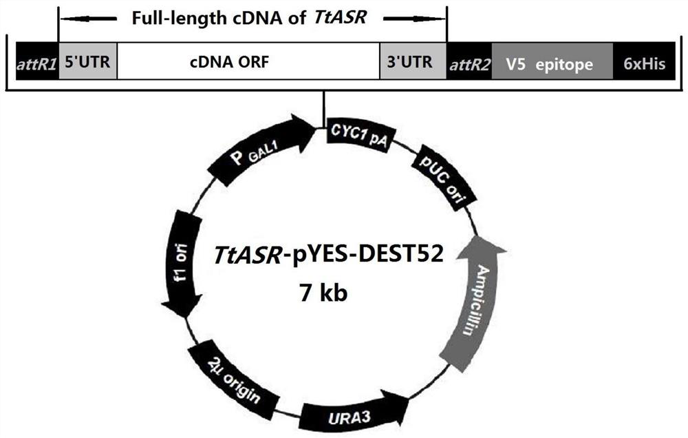 Apricot ttasr gene and its encoded protein and application