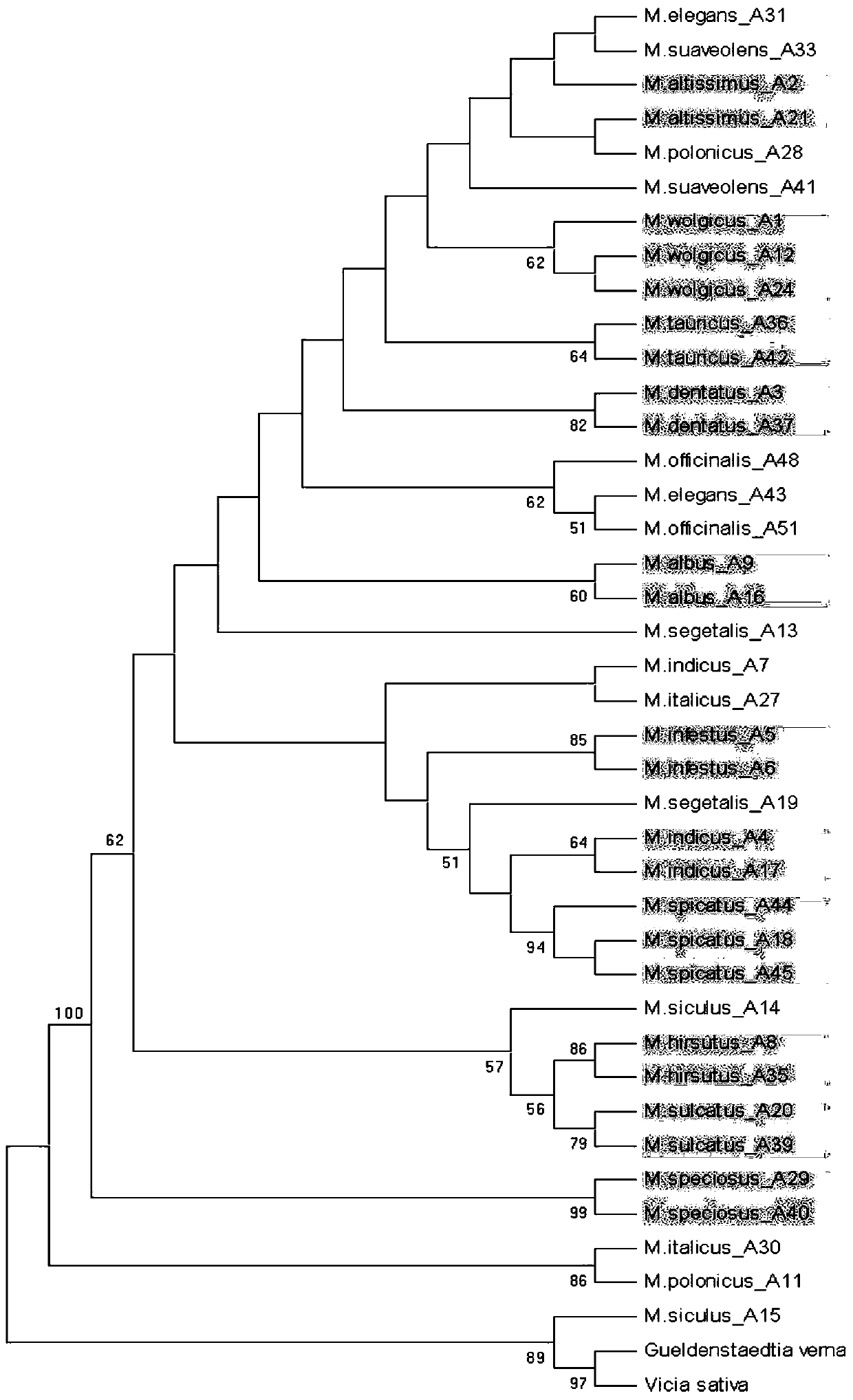 A combination of specific primers for identifying different species of Melilotus genus and its application