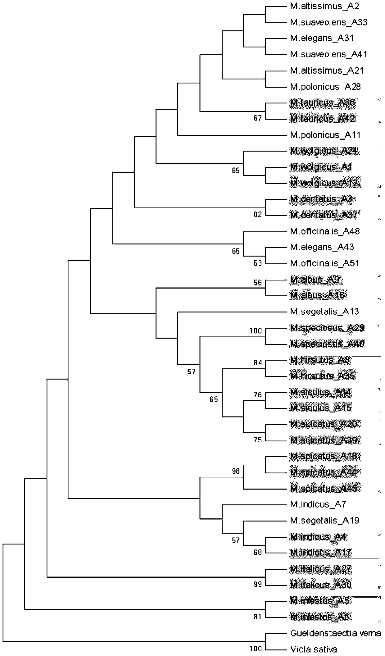 A combination of specific primers for identifying different species of Melilotus genus and its application