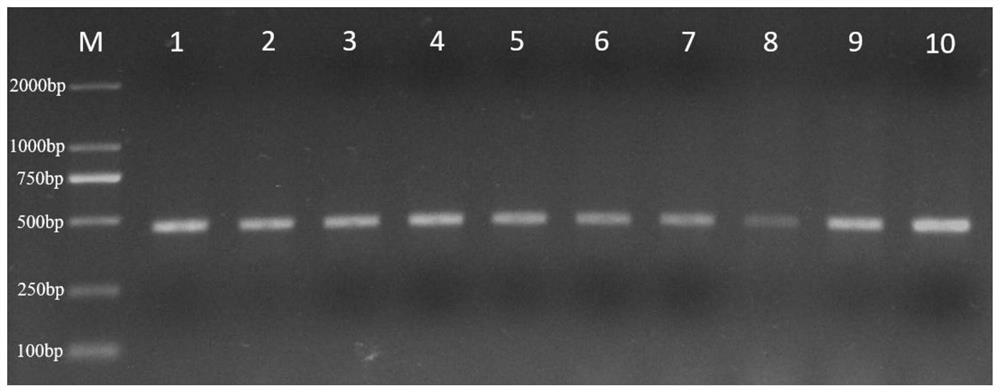 Method for obtaining molecular marker related to malformation trait of gynogenesis hypophthalmichthys nobilis and application of molecular marker