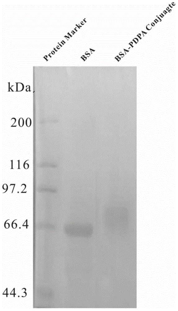 ph responsiveness protein-macromolecule combination and preparing and assembling method thereof