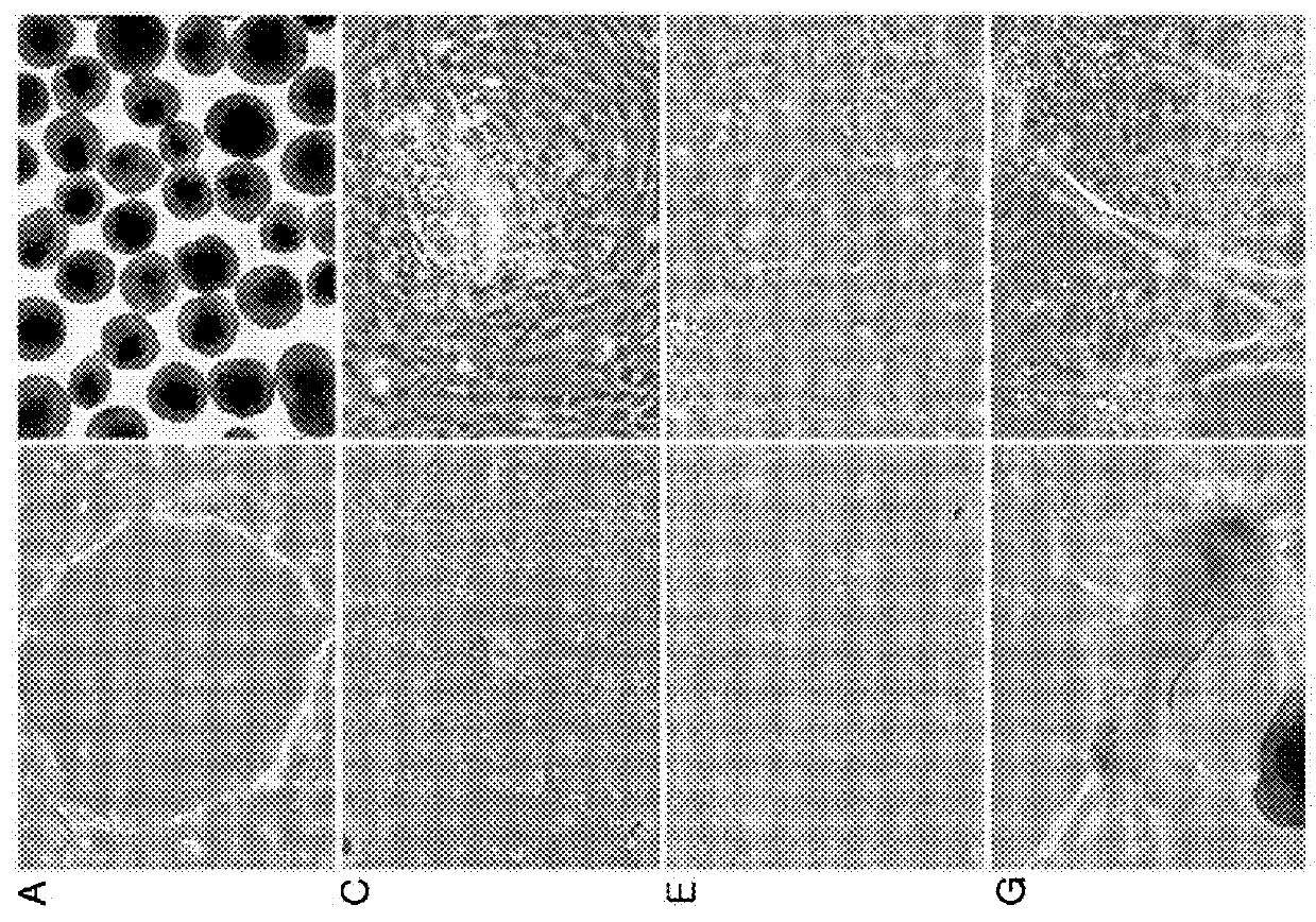 Method for differentiation into retinal cells from stem cells