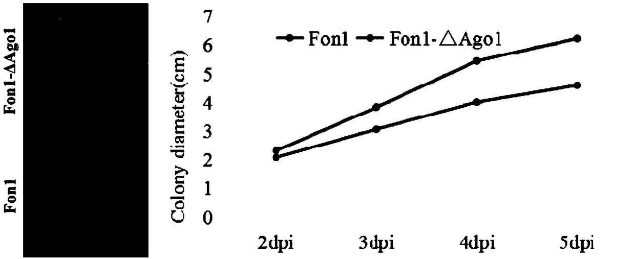 RNAi component FonAgol gene deletion mutant of fusarium oxyspirum f.sp.niveum and construction method of RNAi component FonAgol gene deletion mutant