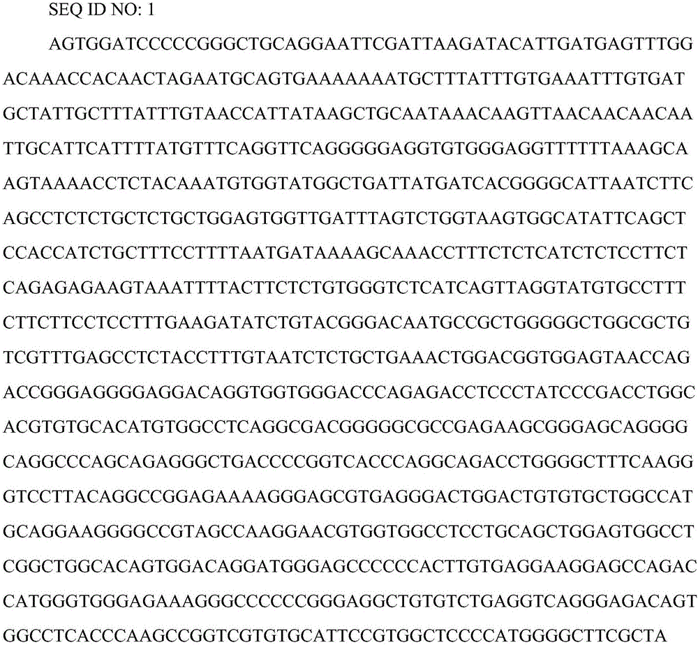 Specific sequence of hCD46 genetically-modified Wuzhishan pig and detection method adopting specific sequence