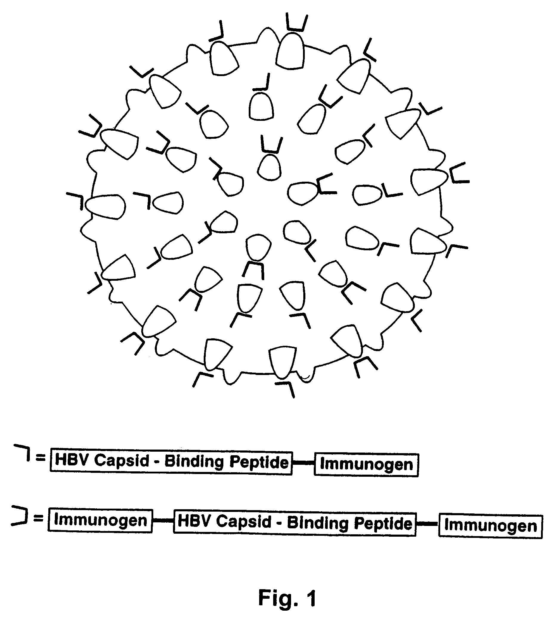 HBV core antigen particles with multiple immunogenic components attached via peptide ligands