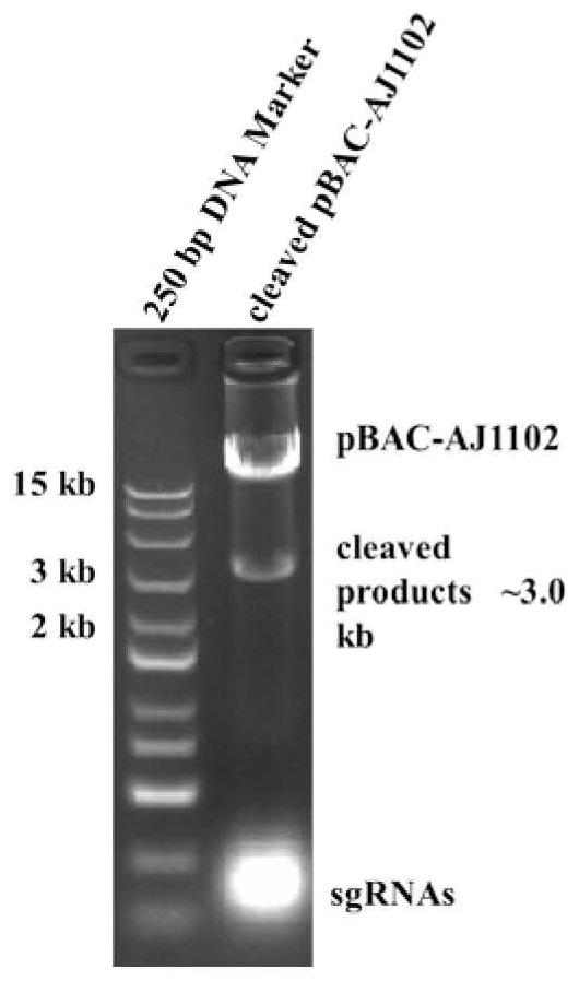 Porcine epidemic diarrhea virus variant strain independent of pancreatin as well as construction and application of porcine epidemic diarrhea virus variant strain