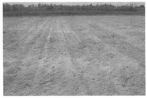 A method for planting salt-tolerant forage grass by brackish water irrigation in saline-alkaline sand wasteland