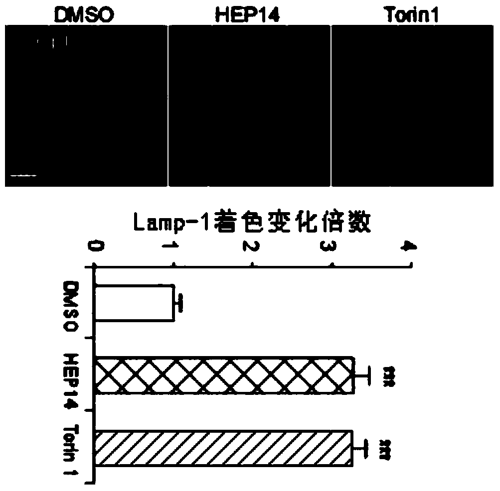 Application of ingenol and its derivatives in enhancing lysosome production