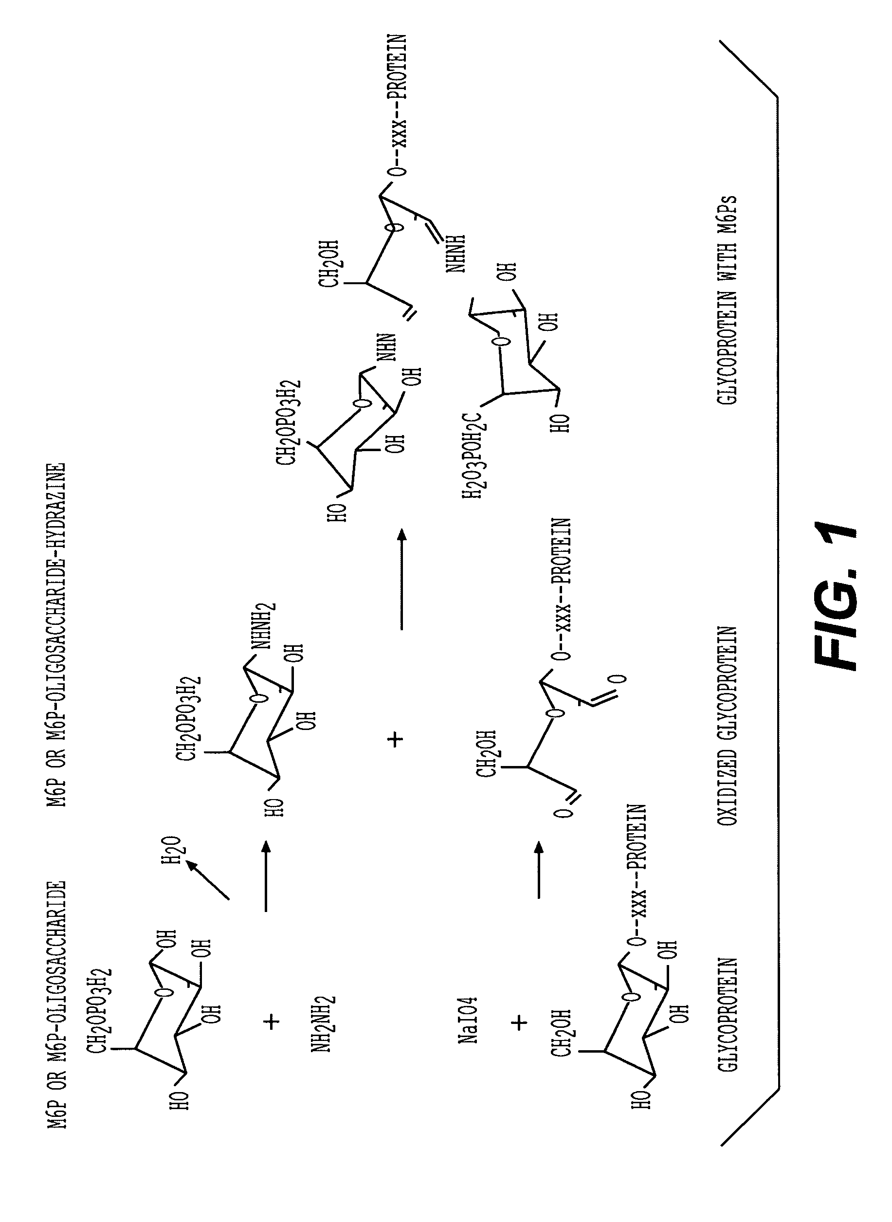 Methods for introducing mannose-6-phosphate and other oligosaccharides onto glycoproteins and its application thereof
