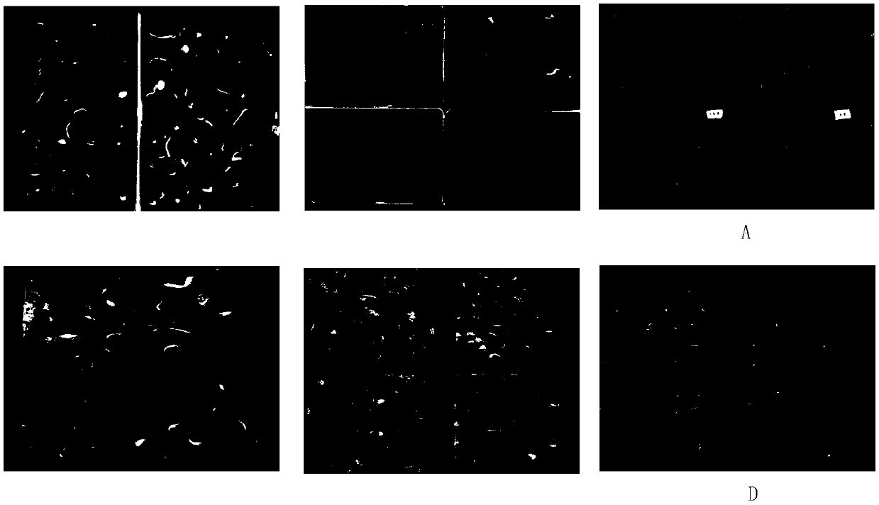 Endopleura-containing in-vitro embryo culture method for determining vitality of seeds of xanthoceras sorbifolia