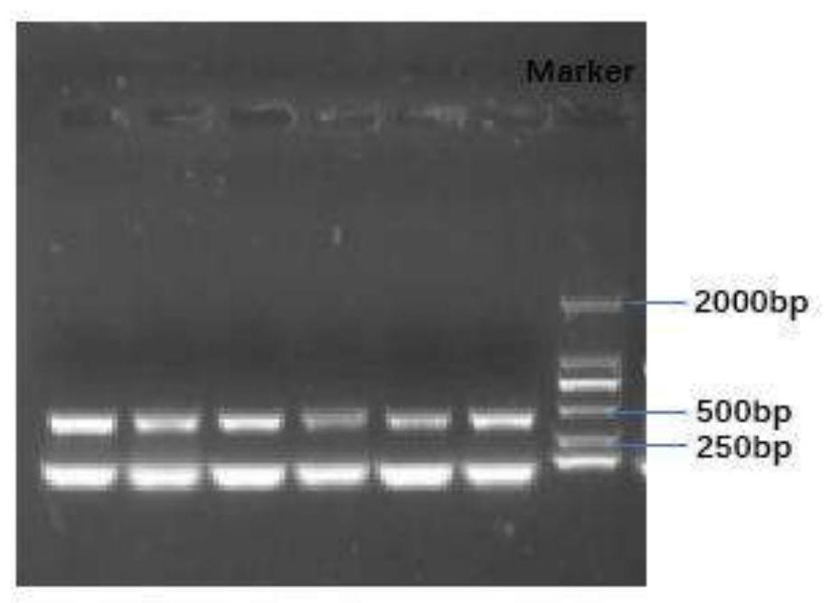 lncRNA marker related to porcine skeletal muscle satellite cell proliferation and application of lncRNA marker