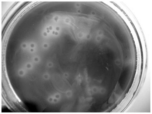 Microbial strain mutation inducing method, clostridium butyricum strains and application of clostridium butyricum strains