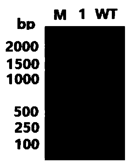 Genetically engineered algae strain of synechocystisPCC6803 producing cellulase and construction method thereof