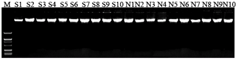 Allium cepa cytoplasmic male sterile SCAR marker and application thereof